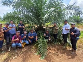 Holding Perkebunan Nusantara melalui PTPN IV Regional V Mutasikan TBM-3 ke TM-1 Seluas 1.119 Hektare pada Awal 2026