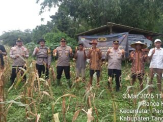 Polresta Tangerang Panen Jagung Hibrida, Dorong Ketahanan Pangan Lewat Program 1 Desa 2 Hektare
