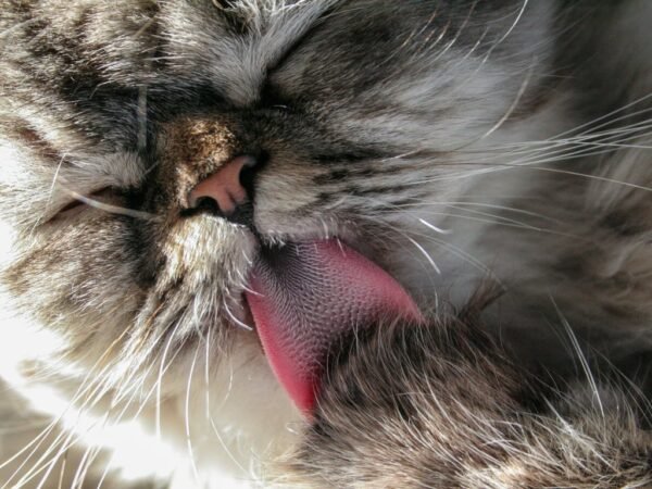 Fakta dan Fungsi Lidah Kucing Terasa Kasar