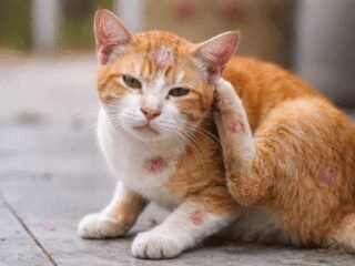 Penyebab dan Cara Atasi Jamur Pada Kucing