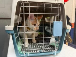 Mudik Bersama Hewan Peliharaan Kian Jadi Pilihan, KAI Logistik Catat 13.435 Pengiriman Hewan Peliharaan Selama Ramadan - IdulFitri