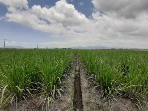Holding Perkebunan Nusantara Dukung Ketahanan Pangan, PTPN I Masuk Bisnis Singkong dan Jagung