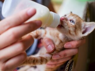 Panduan Memberikan Susu pada Anak Kucing Sesuai Kebutuhan