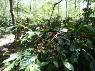 Holding Perkebunan Nusantara Dorong Kinerja Kopi PalmCo Tetap Solid di Tengah Tekanan Cuaca