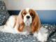Kenapa Cavalier King Charles Spaniel Jadi Salah Satu Doggy Favorit Pecinta Hewan