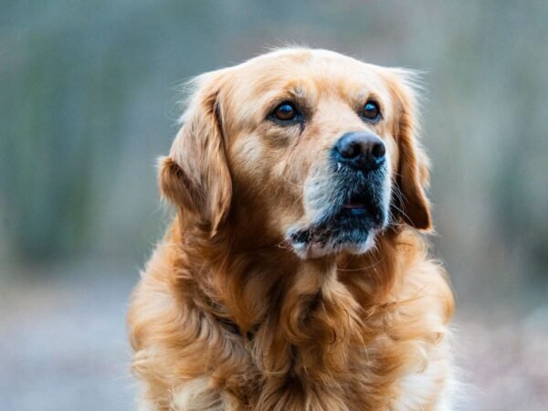 Golden Retriever Anjing Pintar yang Cocok Dipelihara Pemula