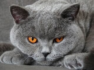 Ras Kucing Abu Abu Populer yang Cocok Dipelihara di Rumah
