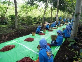 Holding Perkebunan Nusantara Perkuat Diversifikasi Agribisnis, Produksi Kopi PTPN IV PalmCo Melonjak 225 Persen
