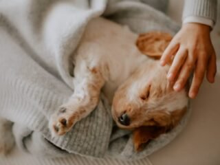 Tanda-Tanda Anjing Perlu Dibawa ke Dokter Hewan