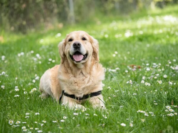 Kenali Anjing Labrador dari Karakter, Sifat, Sampai Cara Merawatnya