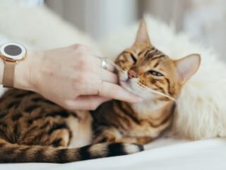 Kandungan Obat Jamur Kucing yang Penting Diperhatikan