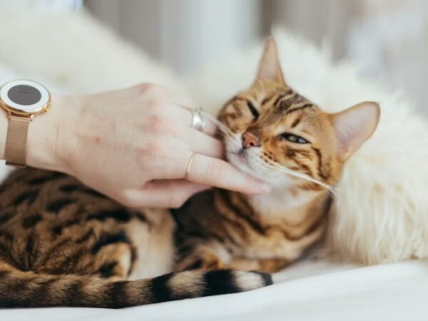 Kandungan Obat Jamur Kucing yang Penting Diperhatikan