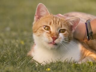 Kenali Jenis Virus Kucing dan Cara Mencegah Penularannya