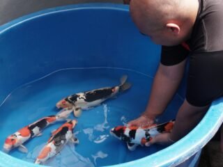 Breeder Doitsu Showa Terbesar ke-2 di Dunia