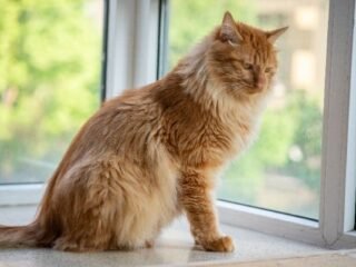 10 Jenis Kucing Besar yang Bisa Dipelihara di Rumah