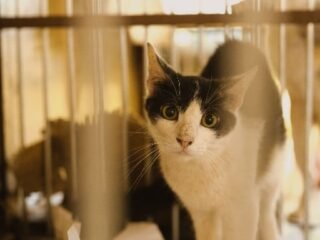 Panduan Membersihkan Kandang Kucing Dengan Benar