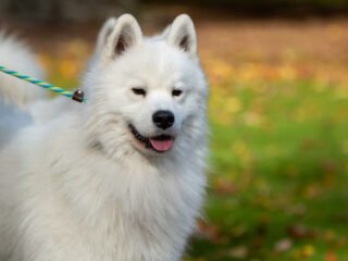 Anjing Samoyed, Ciri Karakter dan Cara Merawatnya