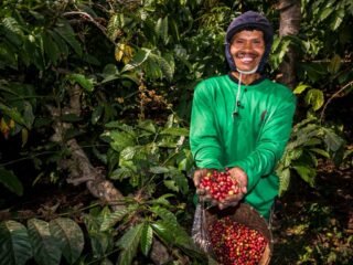 Kebun Kopi Ijen, Warisan yang Terus Menghidupi