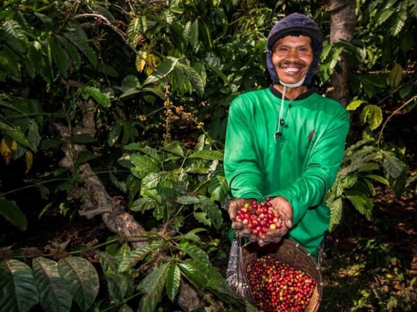 Kebun Kopi Ijen, Warisan yang Terus Menghidupi