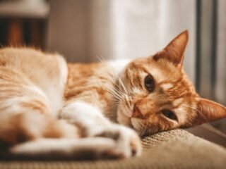 Ringworm pada Kucing, Penyebab Gejala dan Cara Mengatasinya